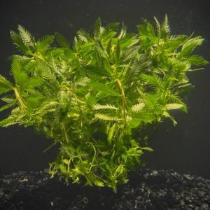 Mermaid (Proserpinaca palustris)