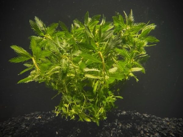 Mermaid (Proserpinaca palustris)
