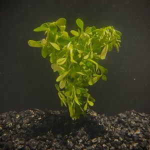 Moneywort (Bacopa monnieri)