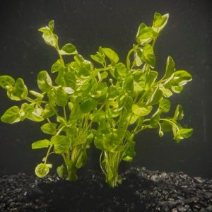 Mint Charlie (Micromeria brownei)