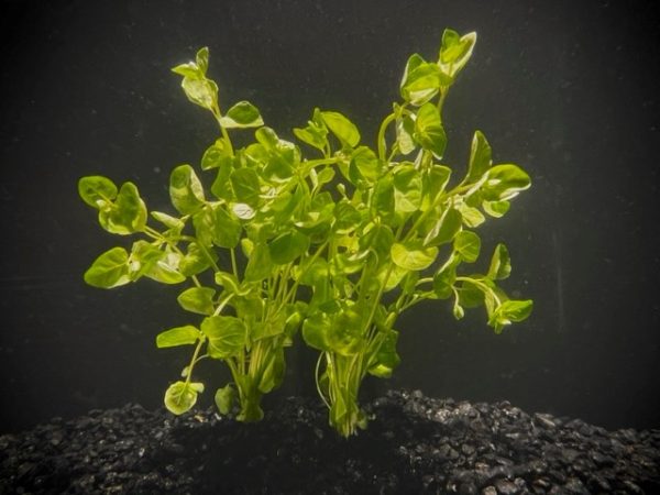 Mint Charlie (Micromeria brownei)