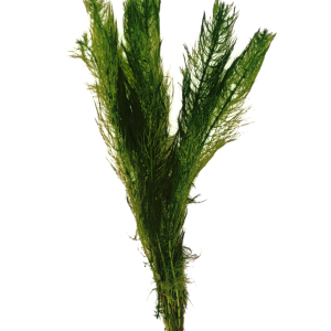 Myrio Green (Myriophyllum pinnatum)