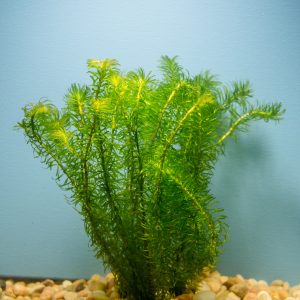 Anacharis, Najas (Egeria najas)