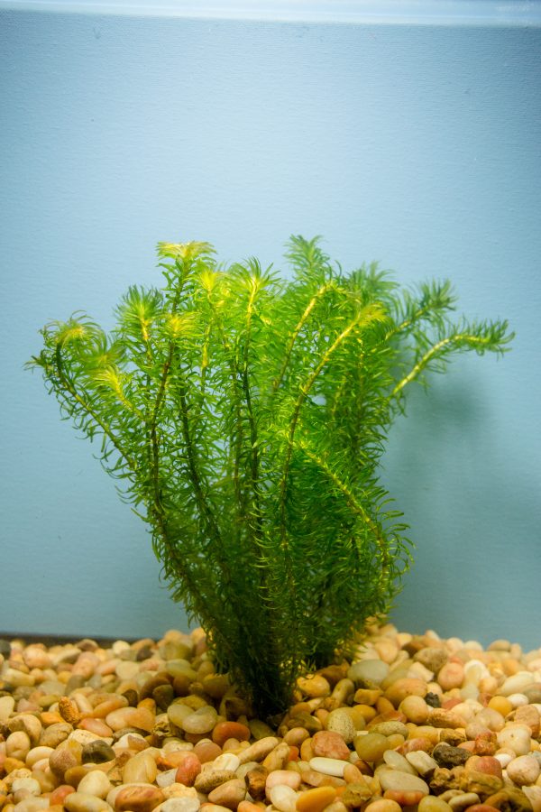 Anacharis, Najas (Egeria najas)