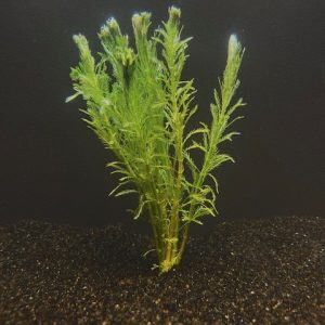 Parrot Feather (Myriophyllum aquaticum)