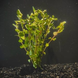 Rotala Red (Rotala rotundifolia)