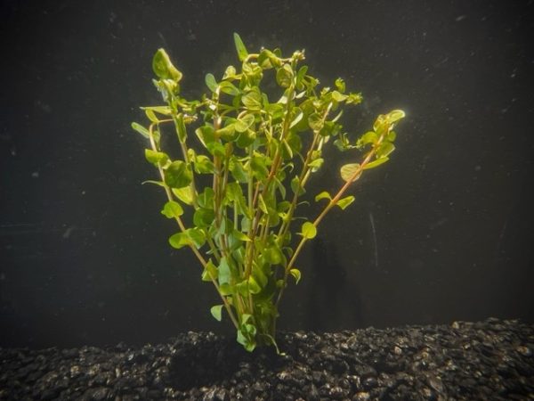 Rotala Red (Rotala rotundifolia)