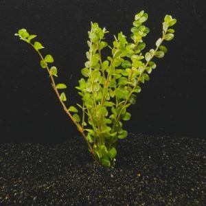 Rotala Macrandra