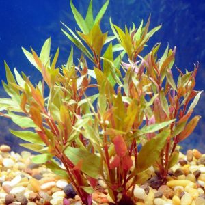 Scarlet Temple (Alternanthera reineckii)