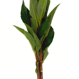 Temple (Hygrophila corymbosa var. N. stricta)