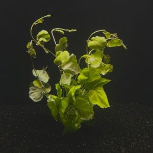 Cardamine (Cardamine lyrata)