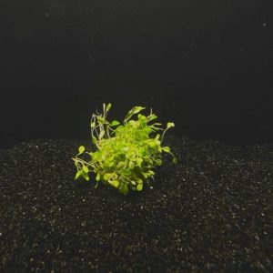 Glossostigma (Glossostigma elatinoides)