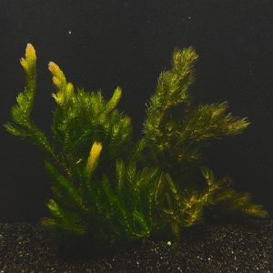 Hornwort (Ceratophyllum demersum)