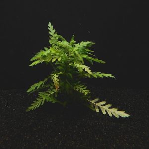 Hygro Pinnatifida