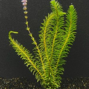 Rotala Wallichii