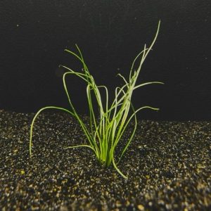 Micro Sword- Narrowleaf (Lilaeopsis novae-zelandiae)