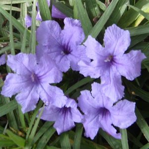 Bluebell (Ruellia brittoniana) 2" Pot