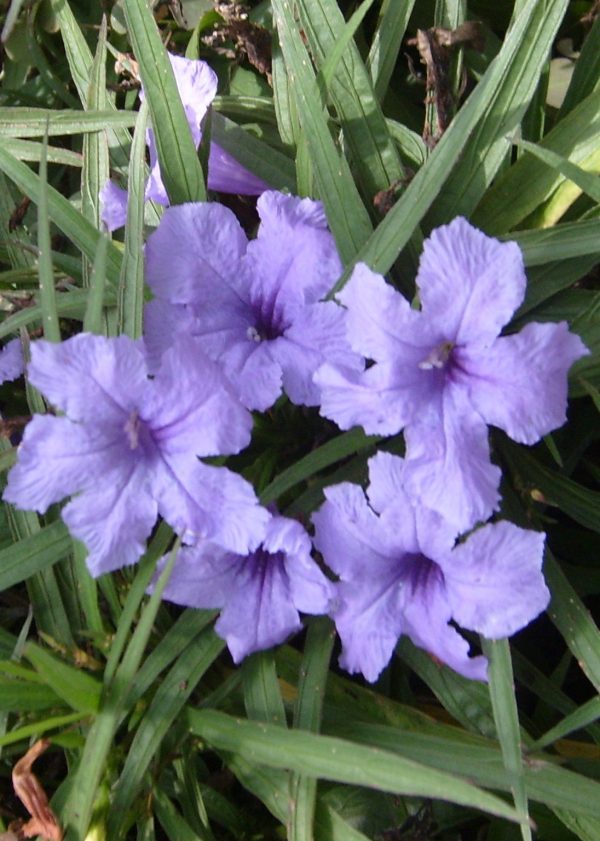 Bluebell (Ruellia brittoniana) 2" Pot