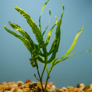 Java Fern Trident (Microsorium pteropus v. trident)