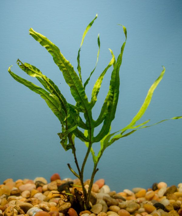 Java Fern Trident (Microsorium pteropus v. trident)
