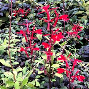 Lobelia- Red Cardinal Flower (Lobelia cardinalis) 2" Pot