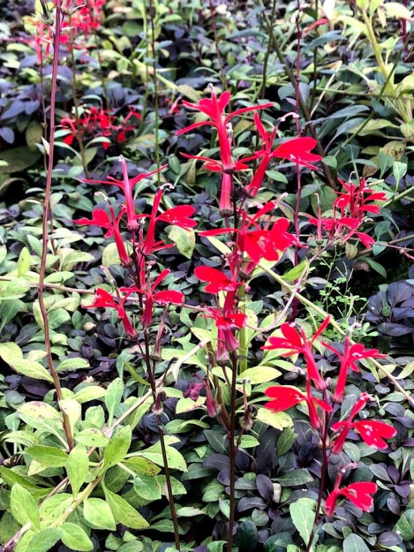 Lobelia- Red Cardinal Flower (Lobelia cardinalis) 2" Pot
