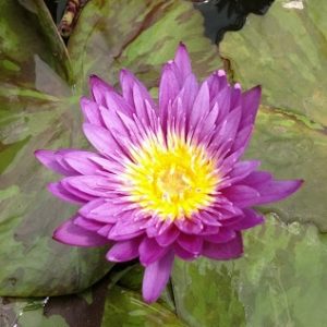 Unnamed Purple Tropical Lily