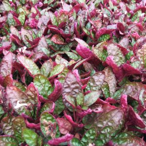 Purple Waffle "Red Krinkle" (Hemigraphis exotica)