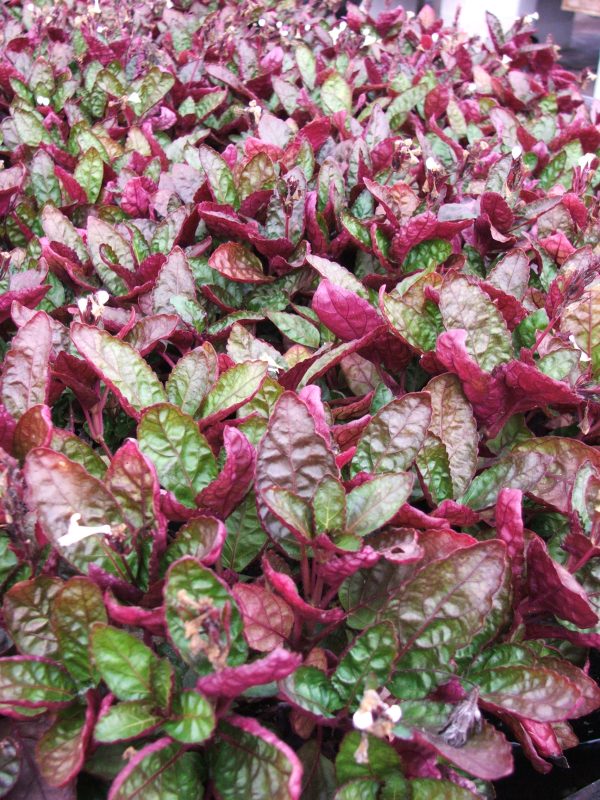 Purple Waffle "Red Krinkle" (Hemigraphis exotica)
