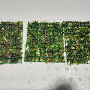Susswassertang Moss Mat (Lomariopsis lineata)