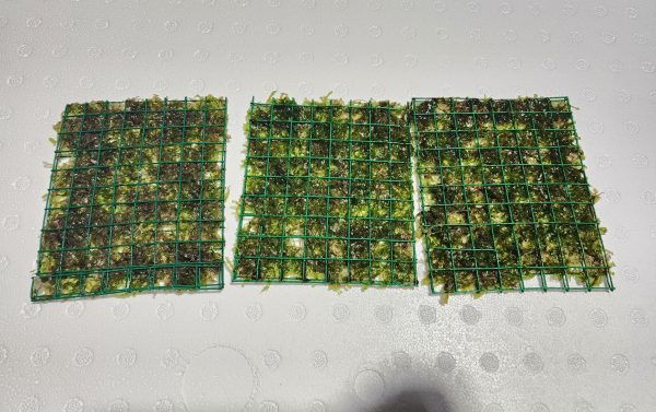 Susswassertang Moss Mat (Lomariopsis lineata)