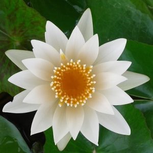 Unnamed White Tropical Lily