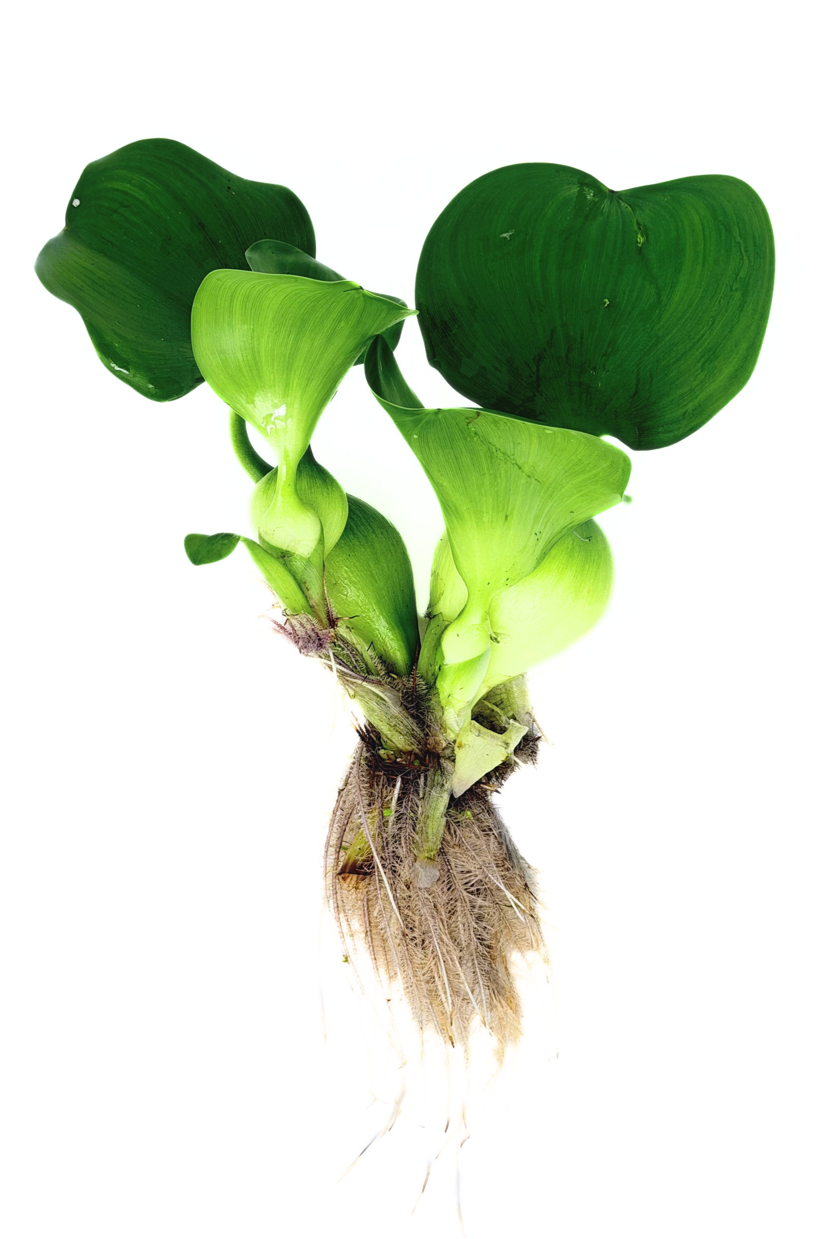 Water Hyacinth (Eichhornia crassipes) - Image 2