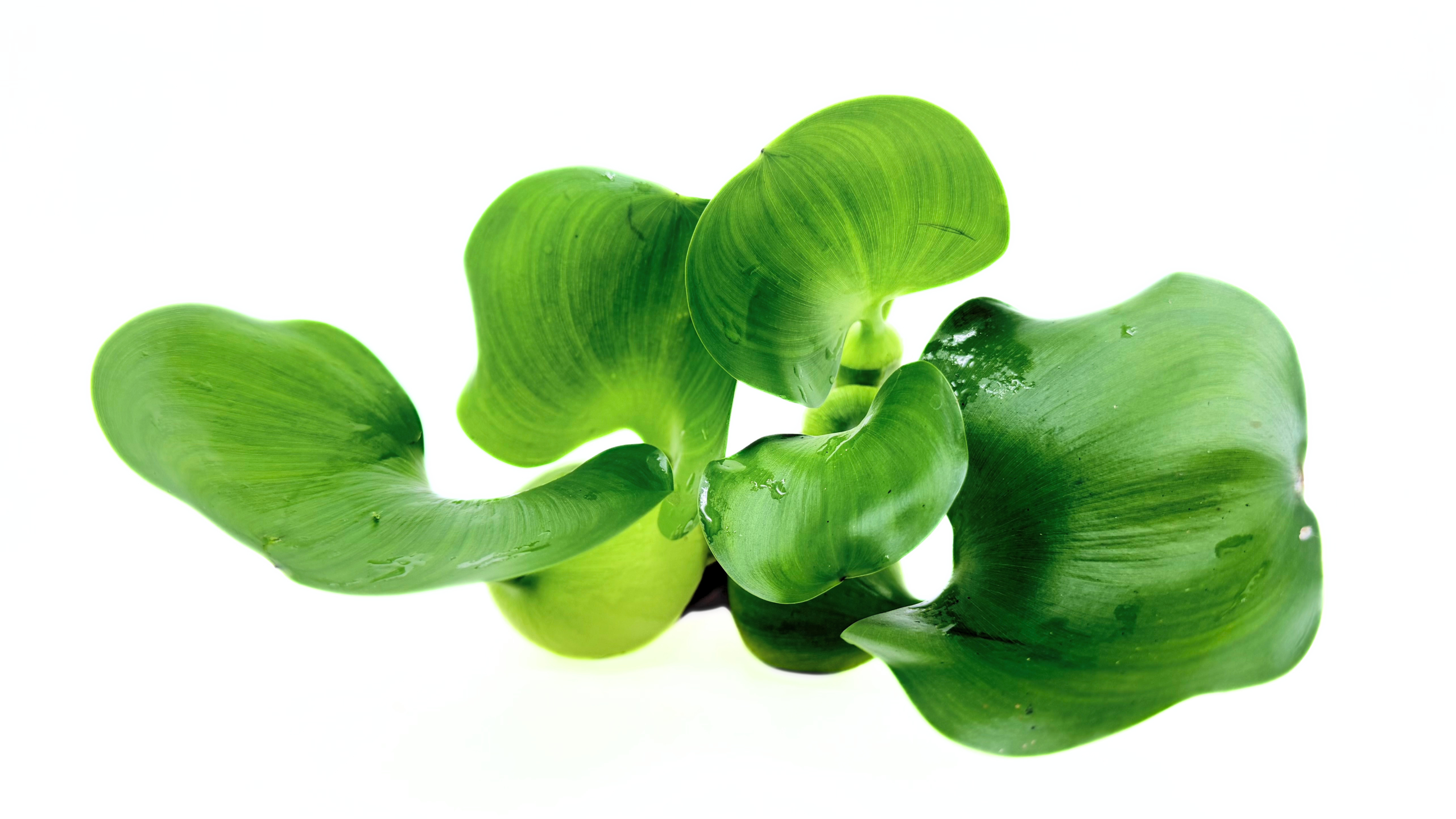 Water Hyacinth (Eichhornia crassipes) - Image 3