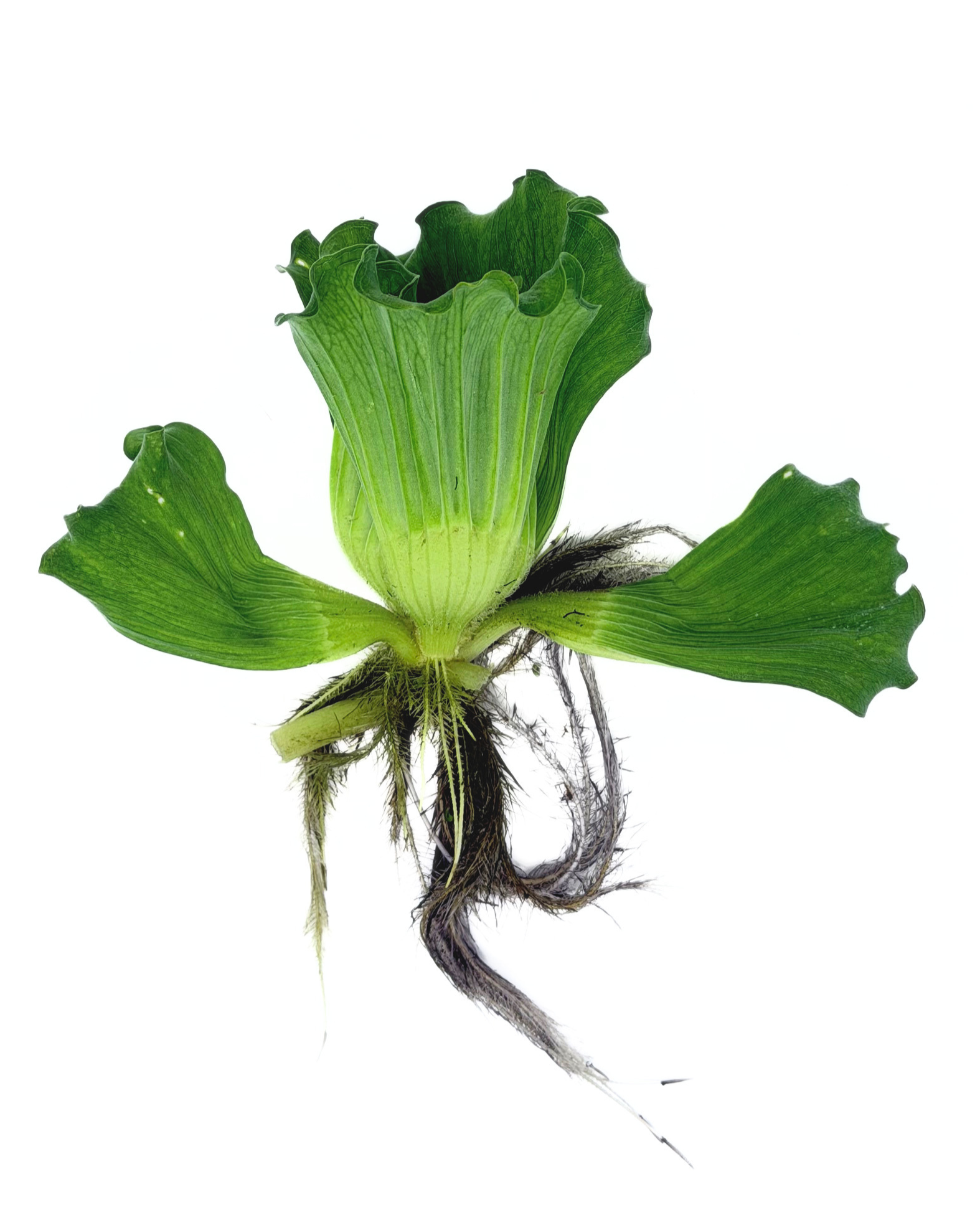 Water Lettuce Curly Leaf (Pistia sp) - Image 2