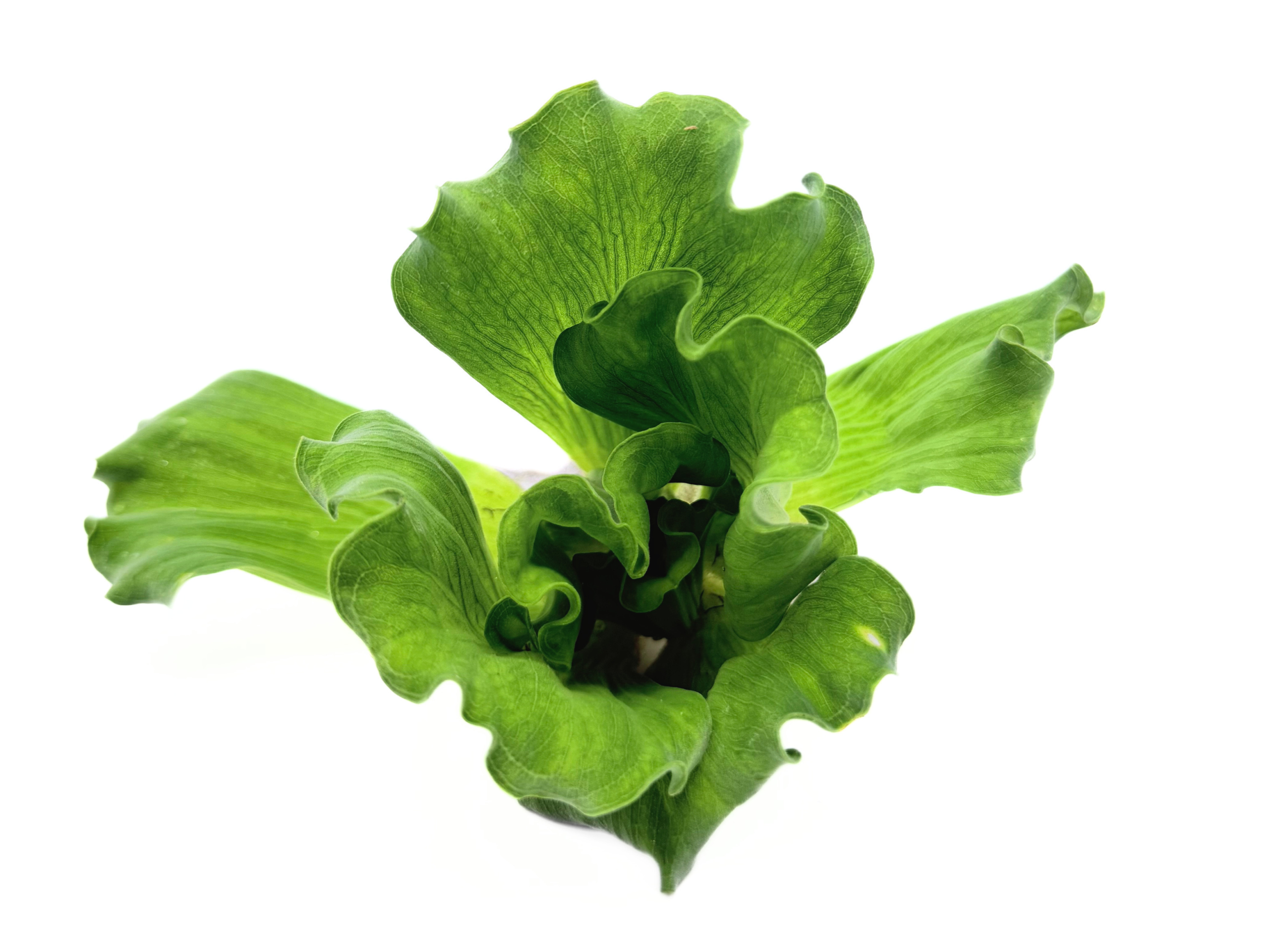 Water Lettuce Curly Leaf (Pistia sp) - Image 3
