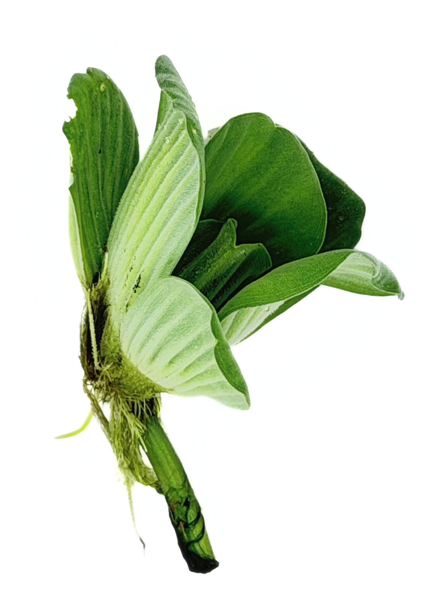 Water Lettuce Rosette Dwarf (Pistia sp) - Image 3