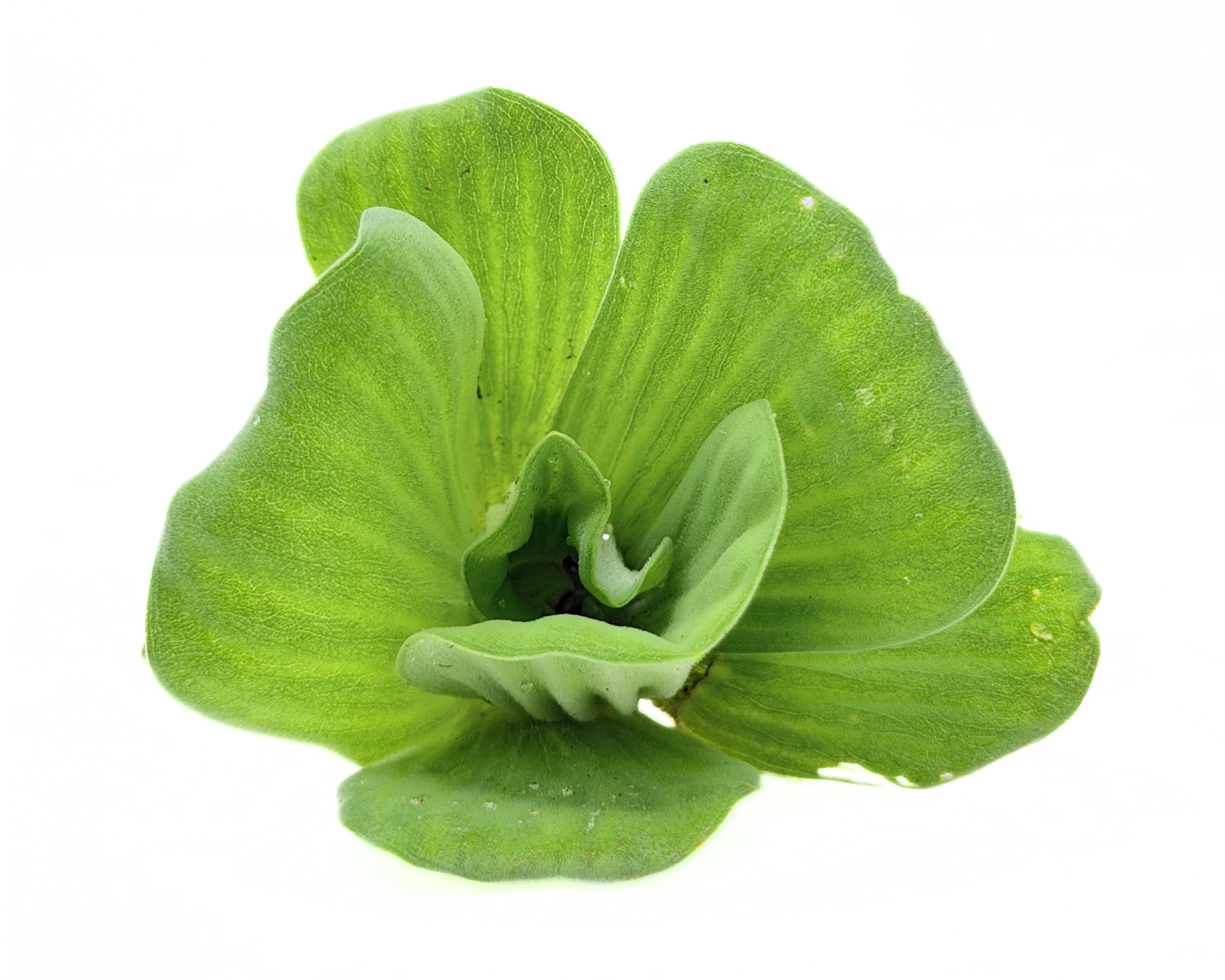 Water Lettuce Rosette Dwarf (Pistia sp) - Image 4