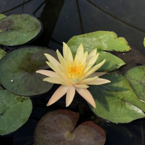 Yellow Bangpra