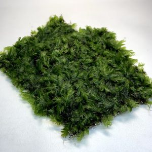 Fissidens Nobilis Mat 3" x 3"