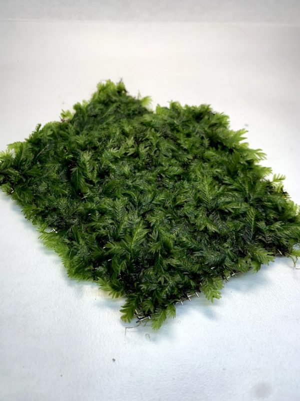 Fissidens Nobilis Mat 3" x 3"