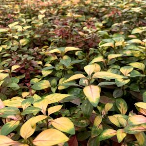 Joseph's Coat "Multi-Color Hedge" (Alternathera sp.)
