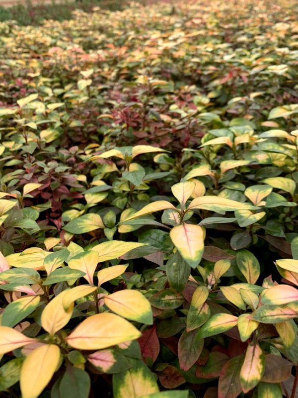 Joseph's Coat "Multi-Color Hedge" (Alternathera sp.)