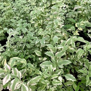 Water Celery- Variegated (Oneanthe javonica 'Flamingo') 2" Pot