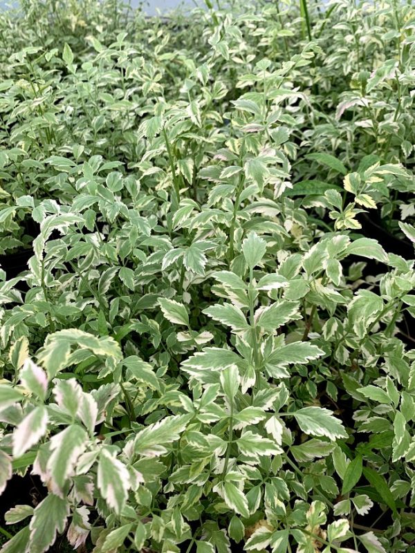 Water Celery- Variegated (Oneanthe javonica 'Flamingo') 2" Pot