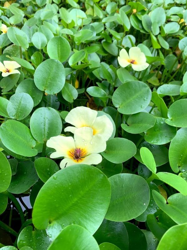 Water Poppy (Hydrocleys nymphoides)