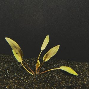 Cryptocoryne Beckettii
