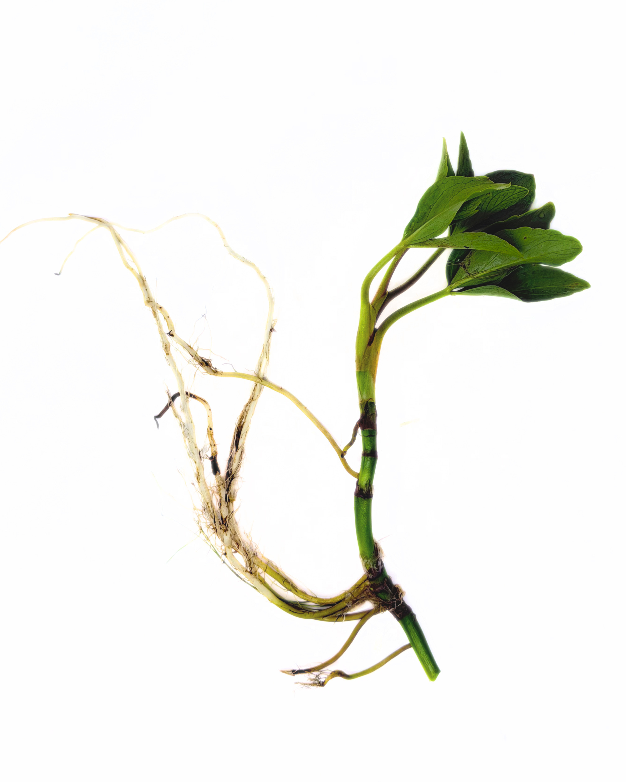 Bog Bean (Menyanthes trifoliata) - Image 2