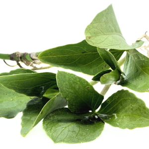 Bog Bean (Menyanthes trifoliata)
