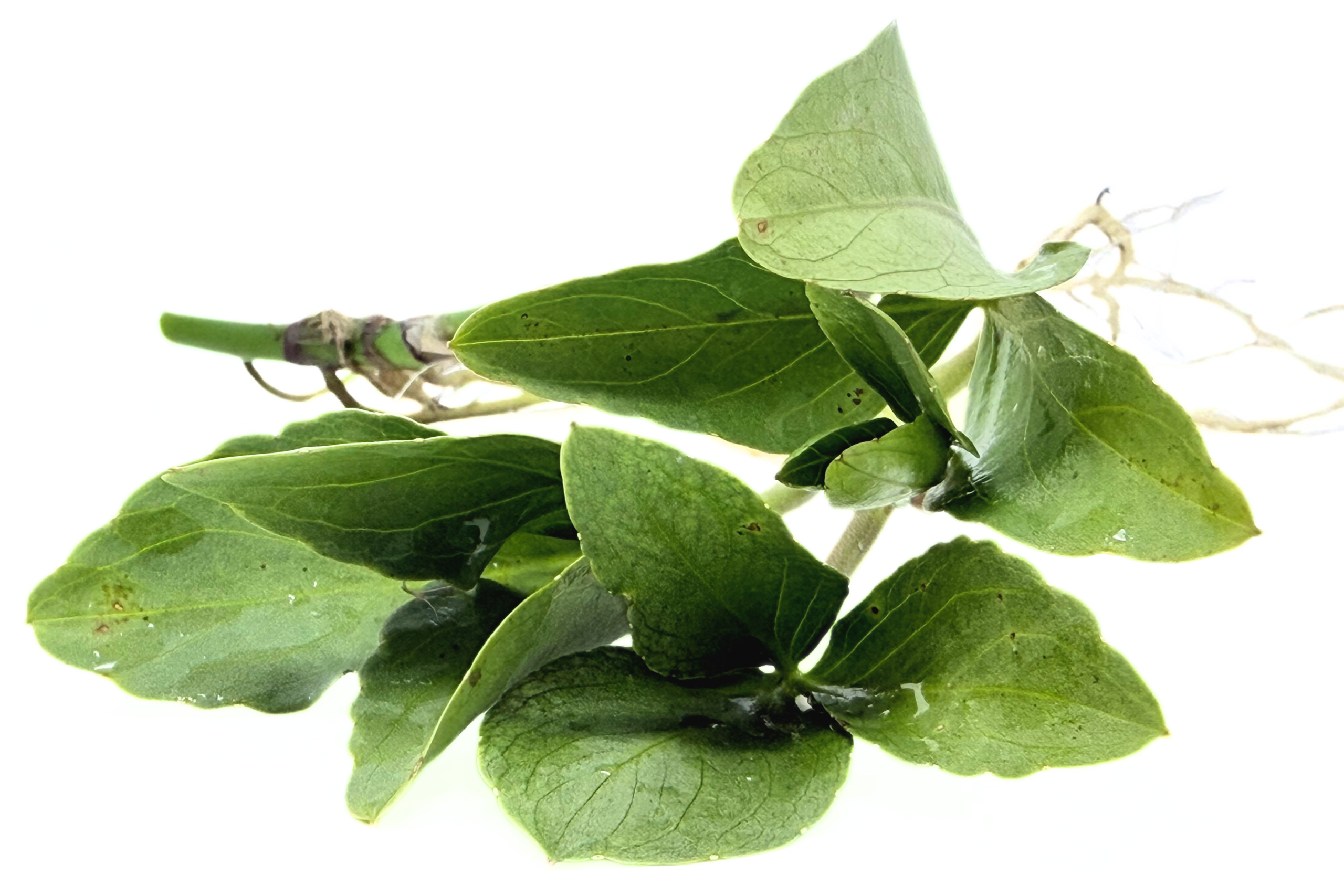 Bog Bean (Menyanthes trifoliata)